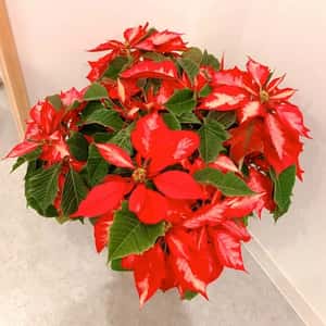 ポインセチアが仲間入り
