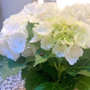 連休中の休診日のご案内