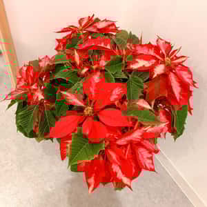 ポインセチアが仲間入り