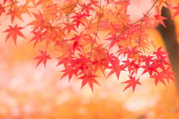 気になる『唐紙（からかみ）』^_^！